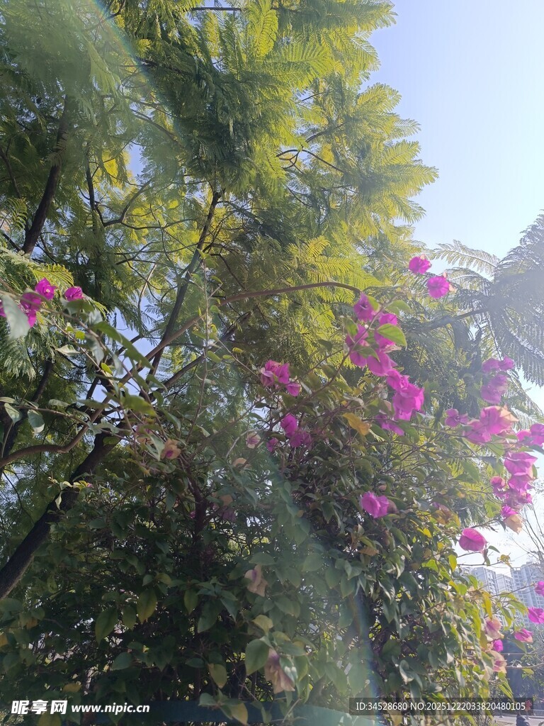 阳光下的繁花绿树