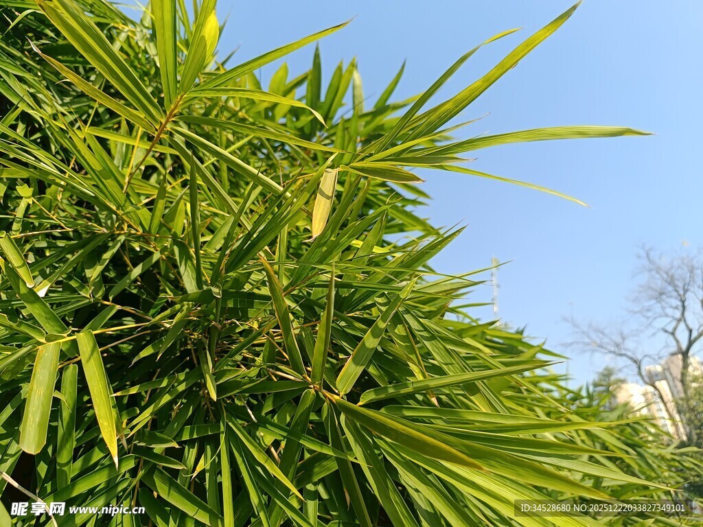 翠绿竹叶映蓝天