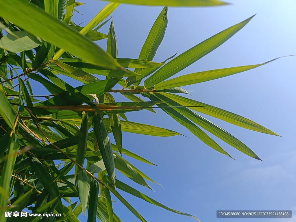 蓝天映衬下的翠绿竹叶