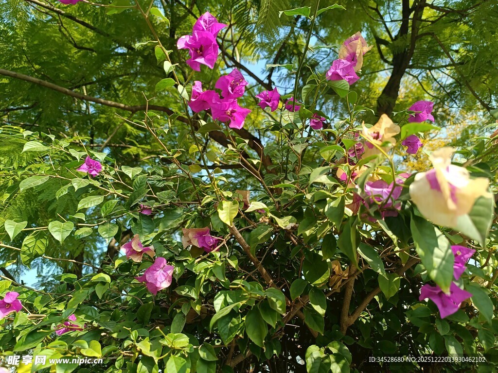 繁花绿叶间的绚烂景致