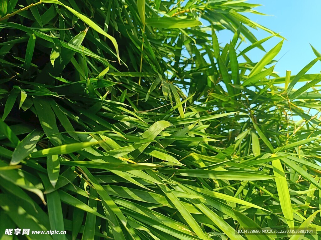 翠绿竹叶映蓝天