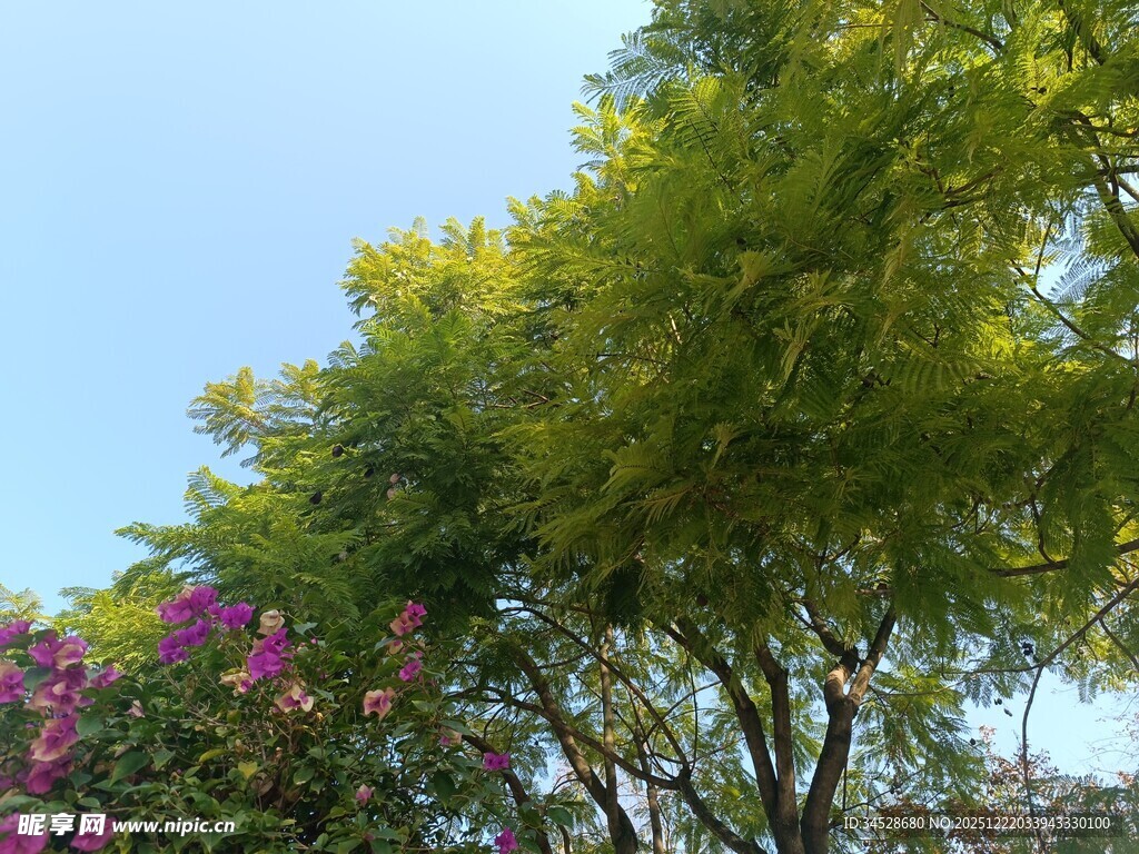 绿树繁花映蓝天