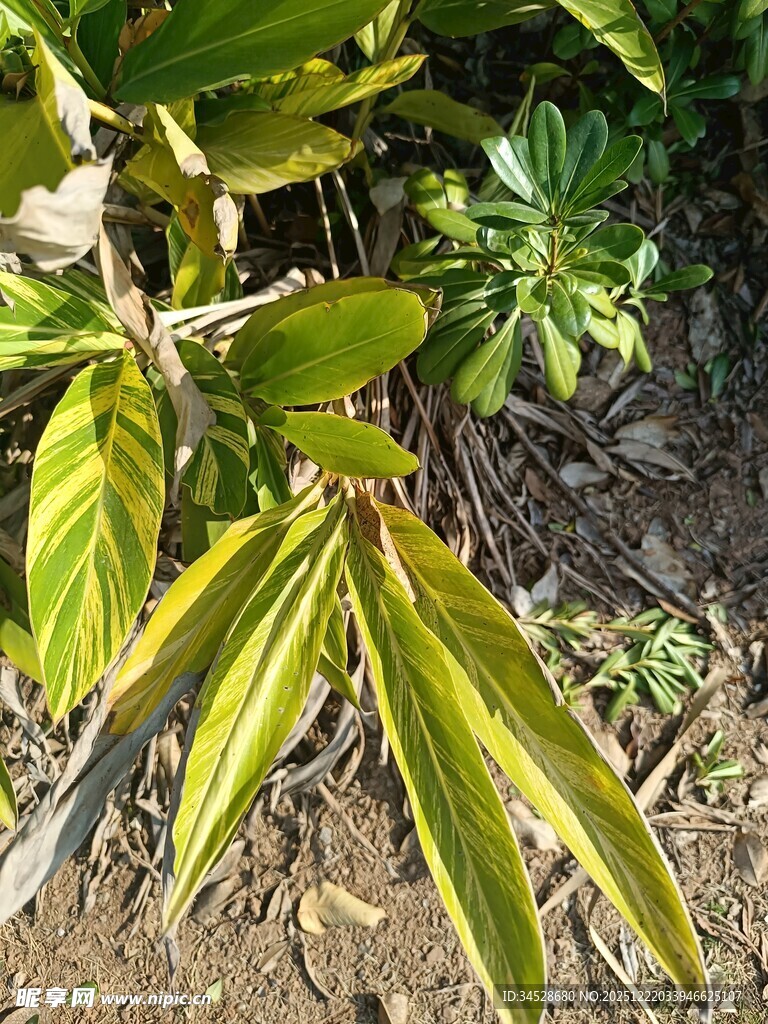 黄绿相间的植物叶片