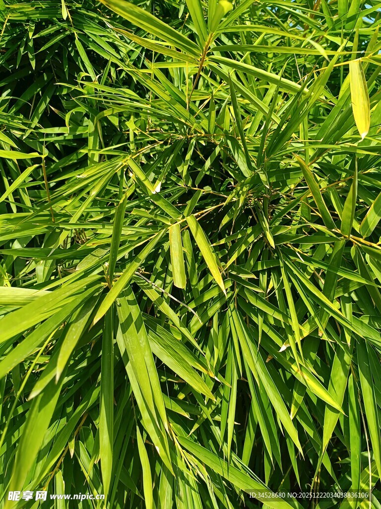 翠绿繁茂的竹叶