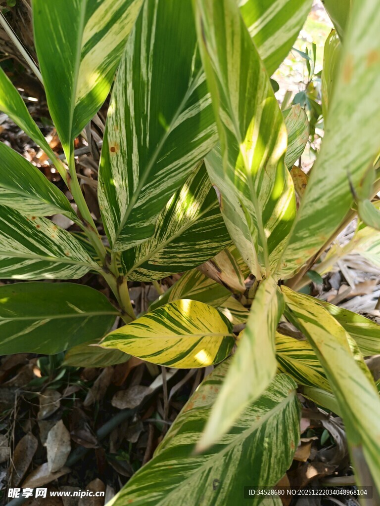 斑斓条纹绿植特写