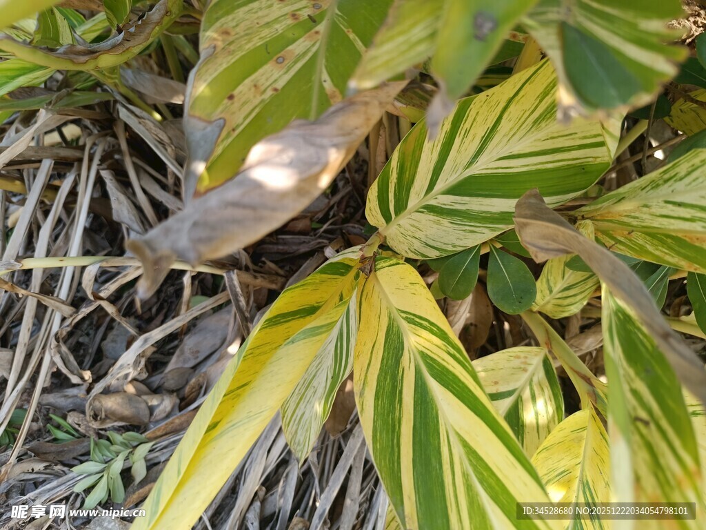 黄绿相间的斑斓叶片