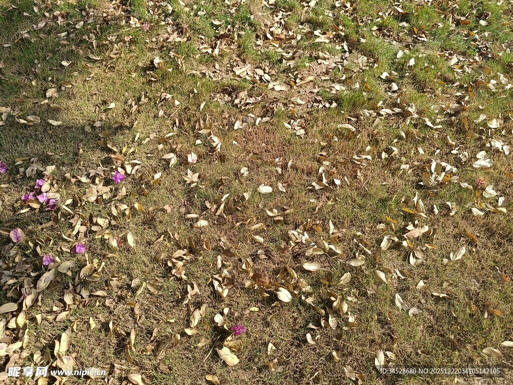 地面散落的多彩花瓣