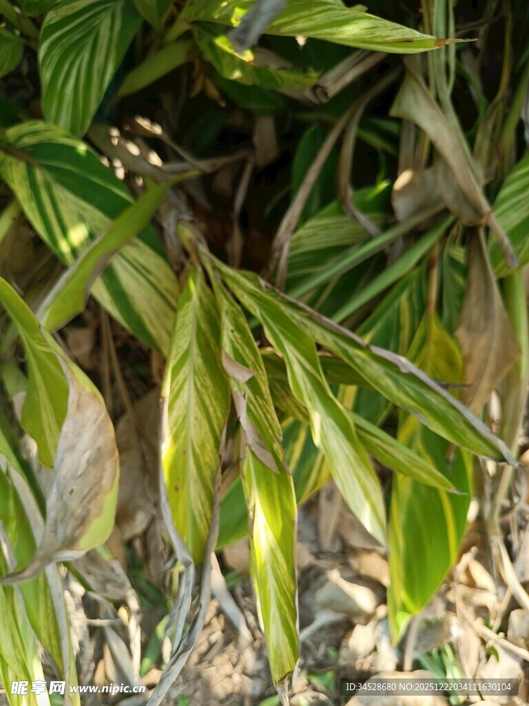 翠绿斑驳的植物叶片