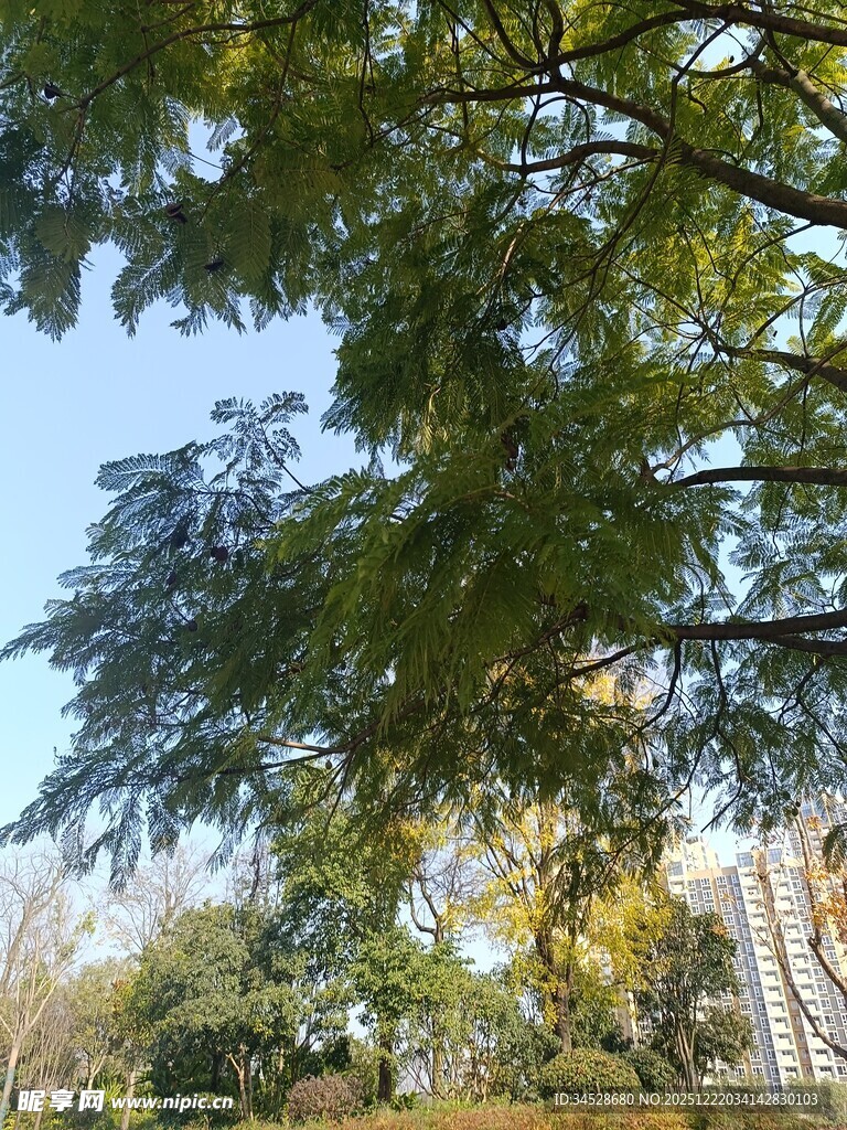 阳光下的繁茂绿树