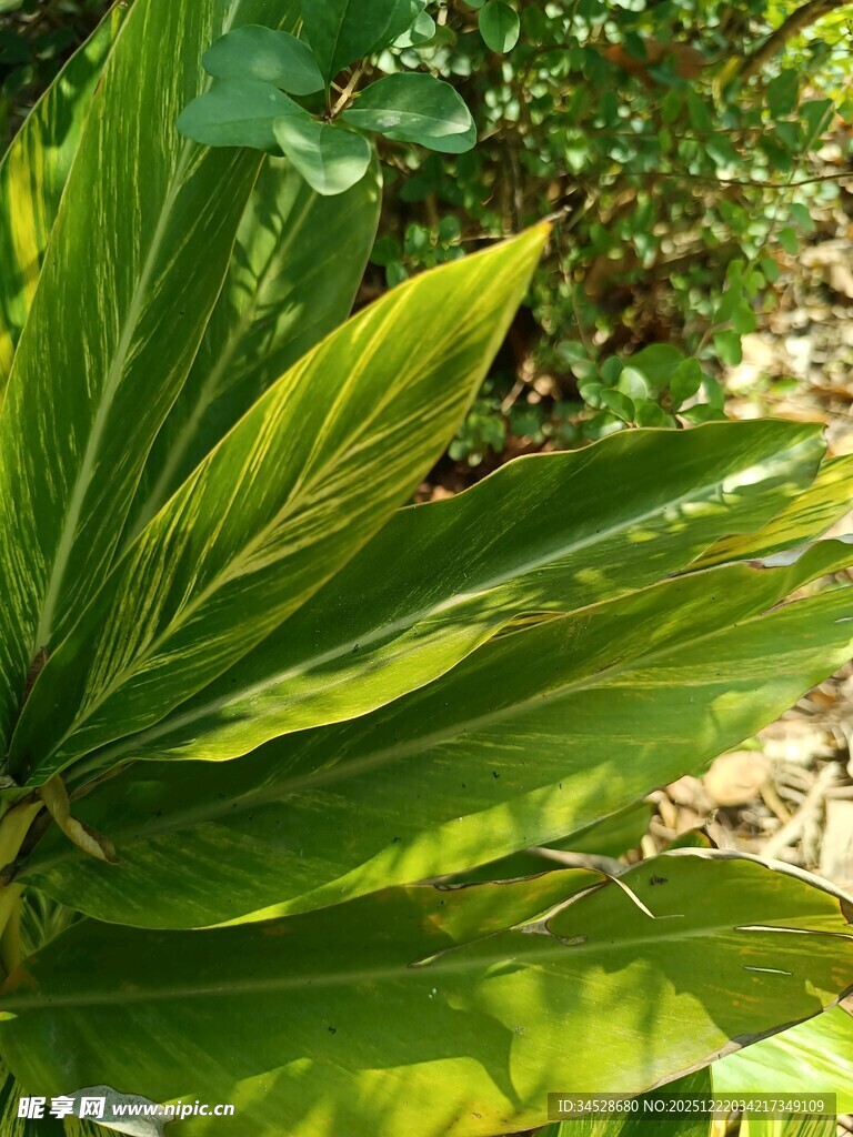 翠绿阔叶植物特写