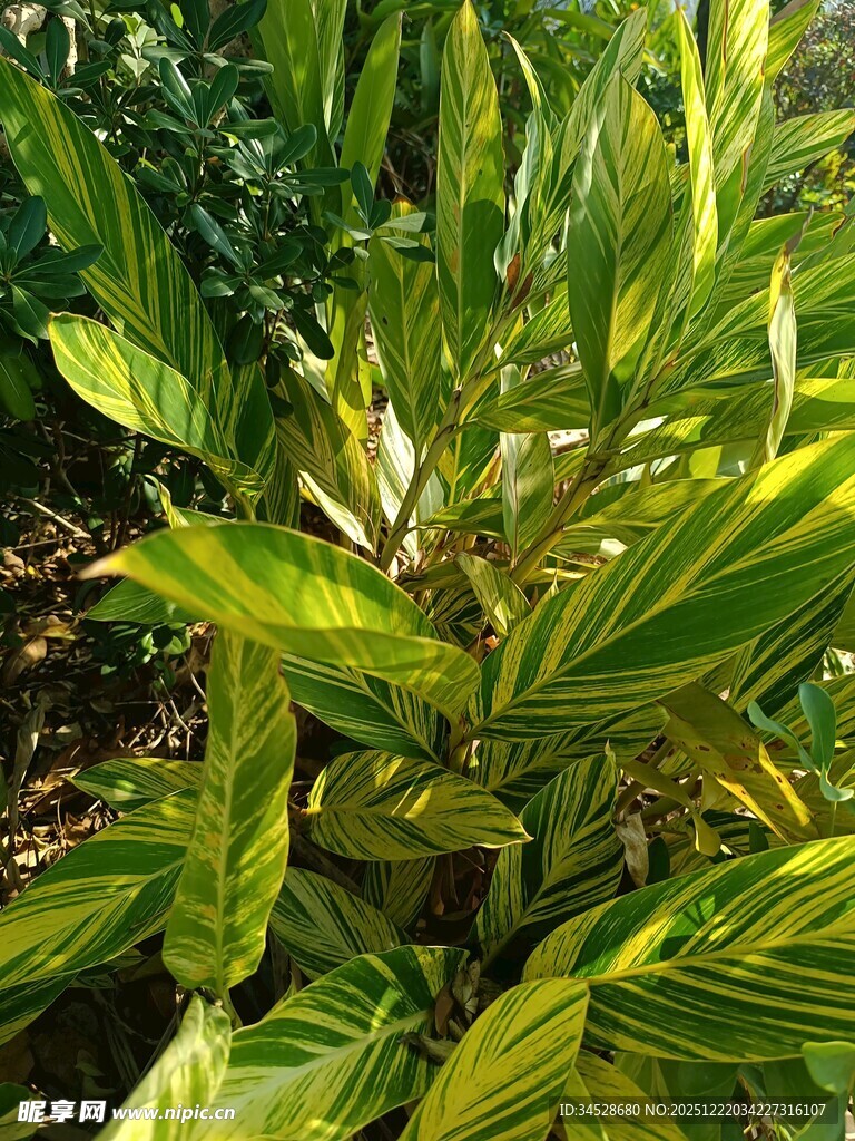 黄绿相间的斑斓观叶植物