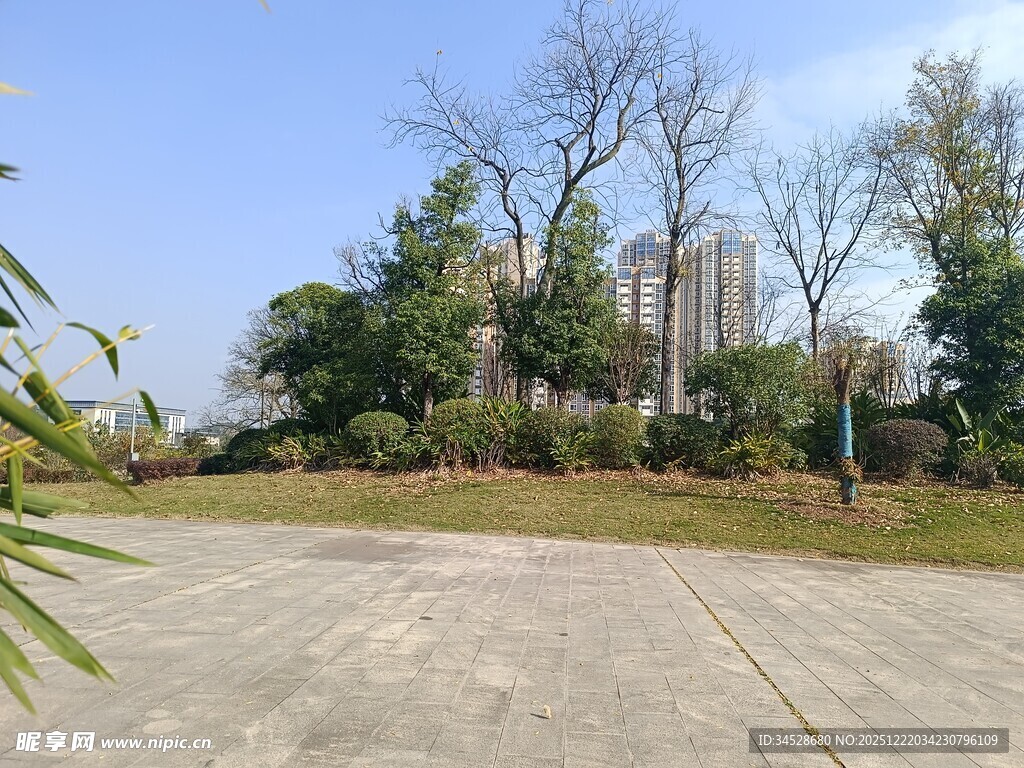 空旷户外场地与周边树木