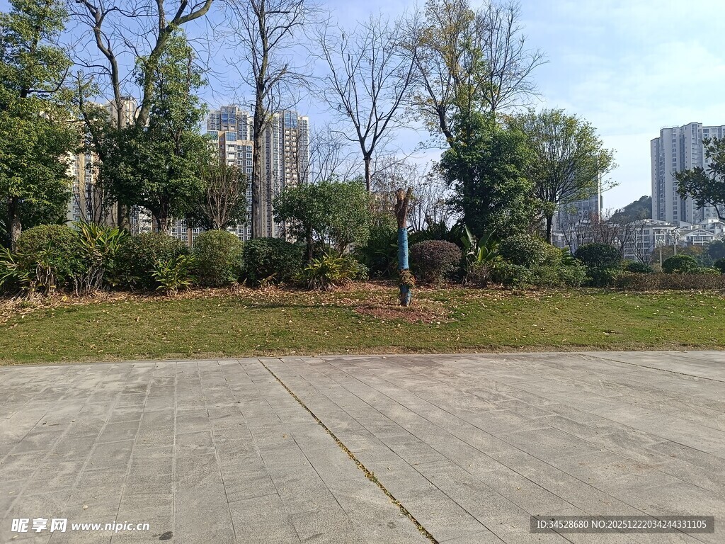 空旷户外场地与周边树木