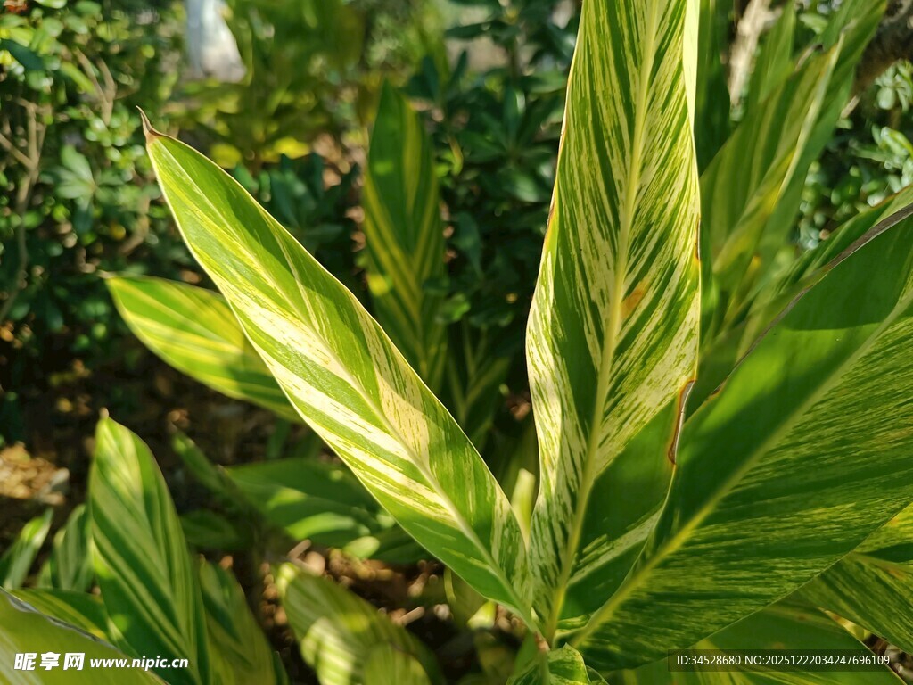 翠绿斑斓的观叶植物