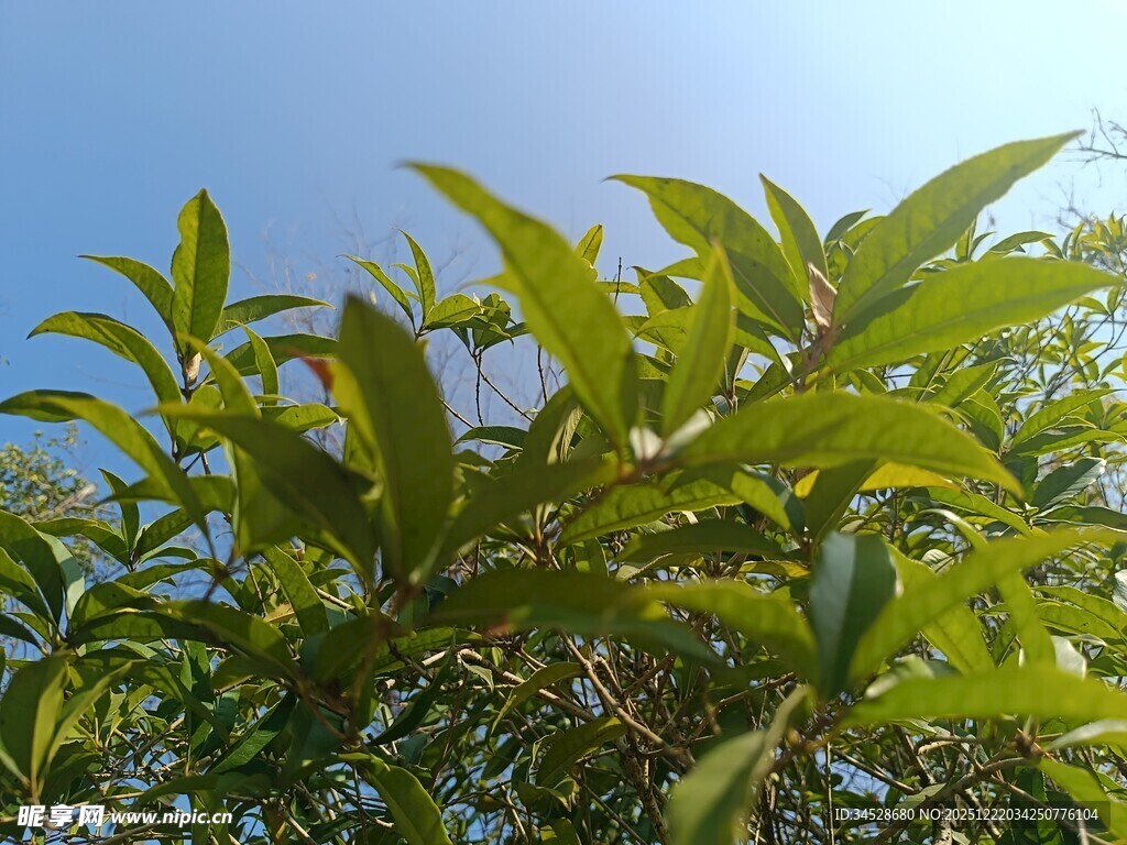 阳光下的翠绿枝叶