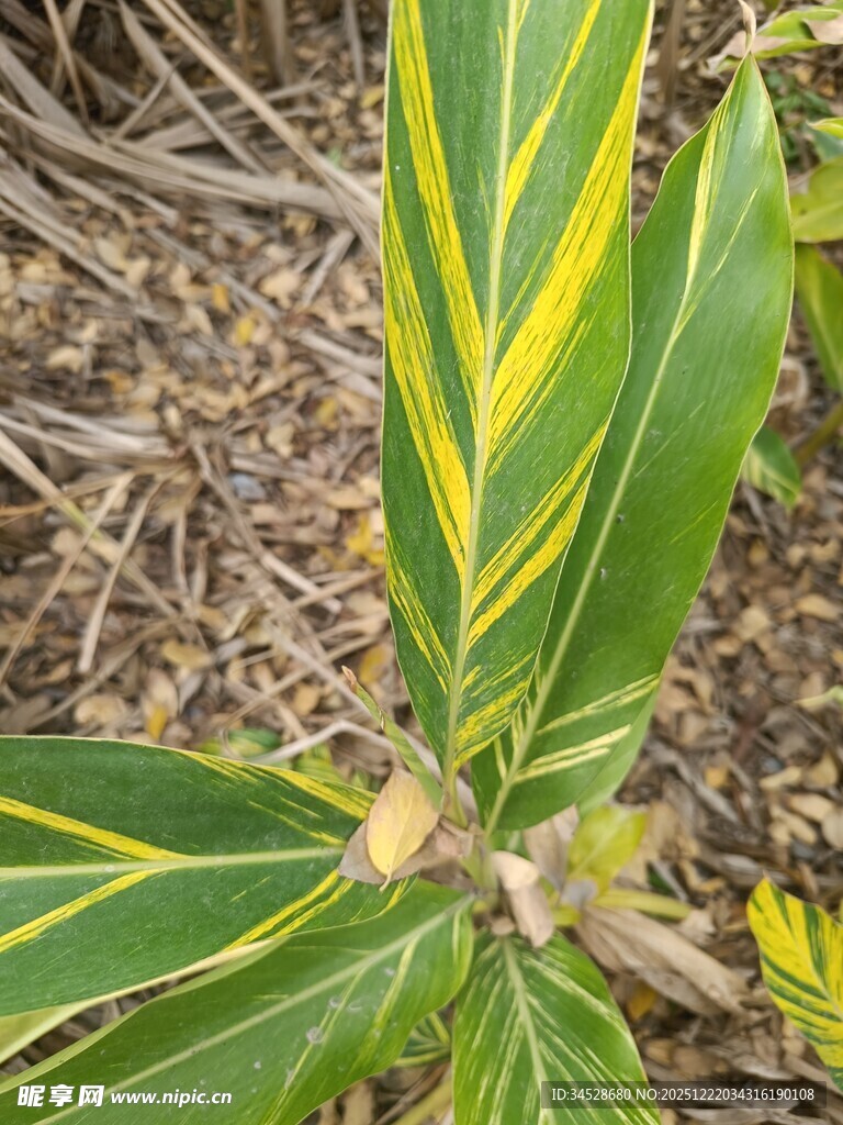 黄绿相间叶片的植物特写