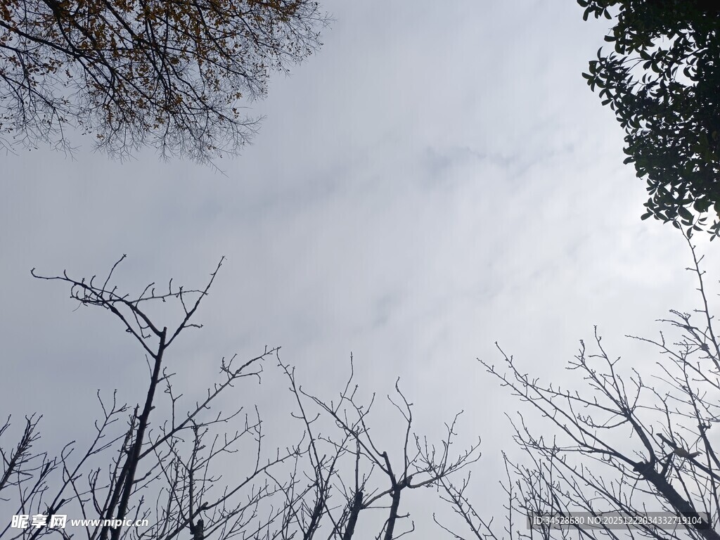 冬日枯树与朦胧天空