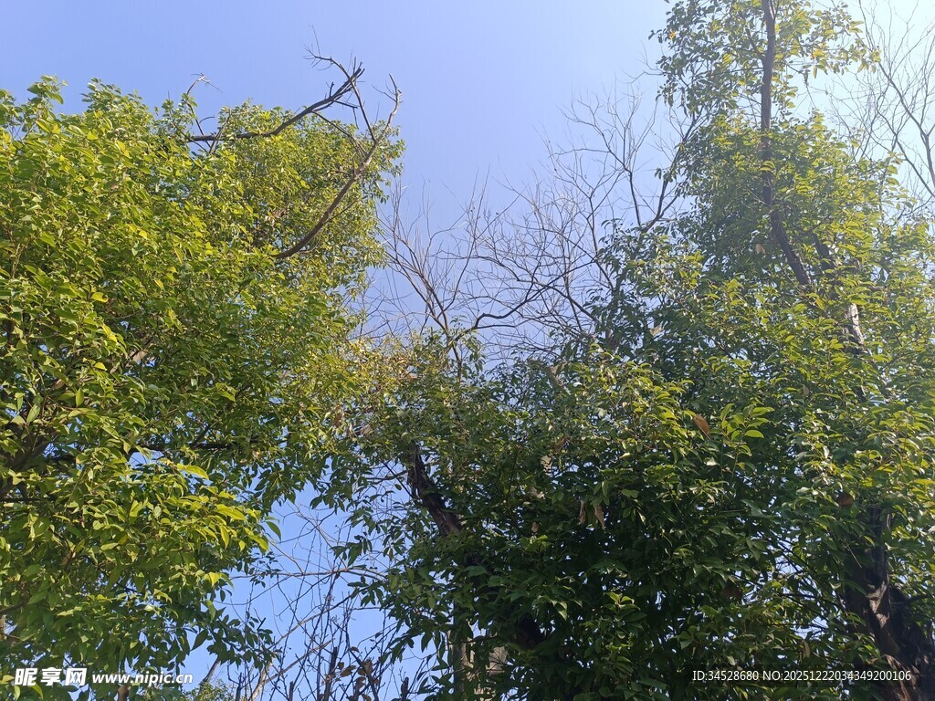 仰视葱郁树木与蓝天