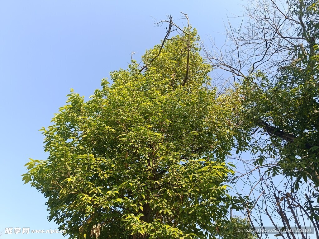 蓝天映衬下的葱郁树木