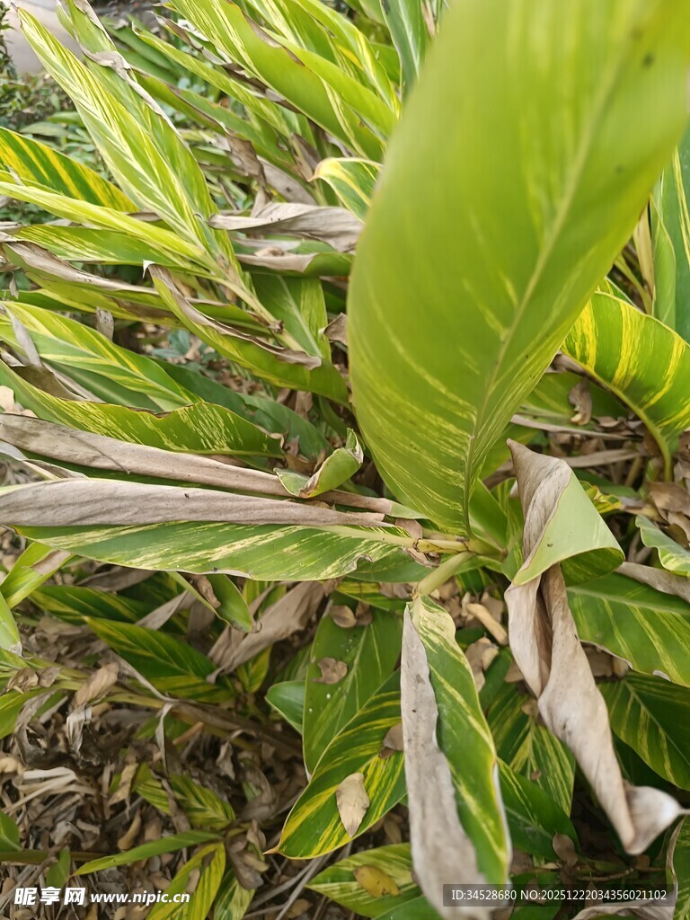 斑斓叶片的绿植特写