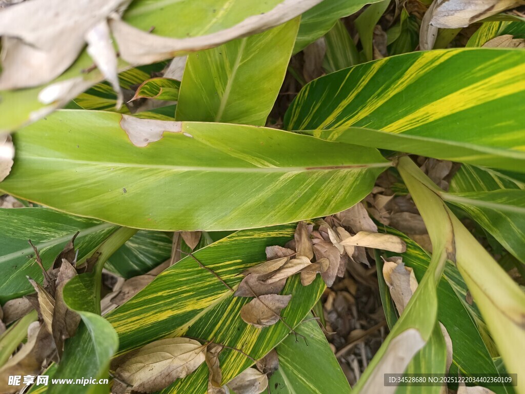 黄绿相间的植物叶片