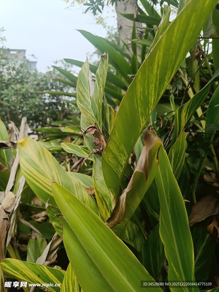 翠绿植物展现自然生机