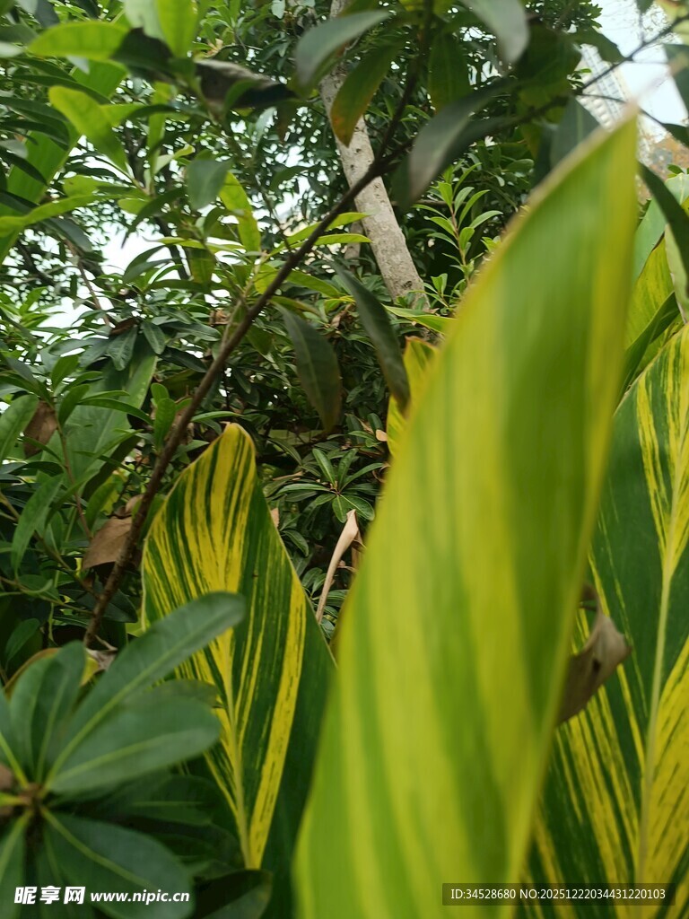 翠绿植物展现自然生机