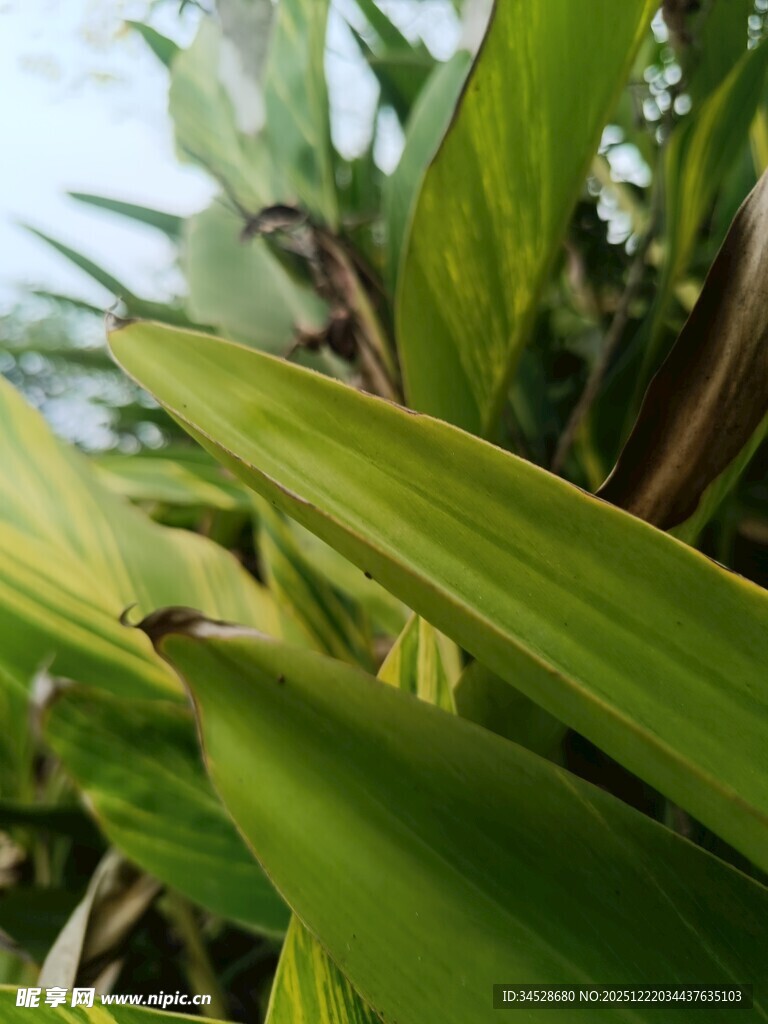 翠绿舒展的植物叶片