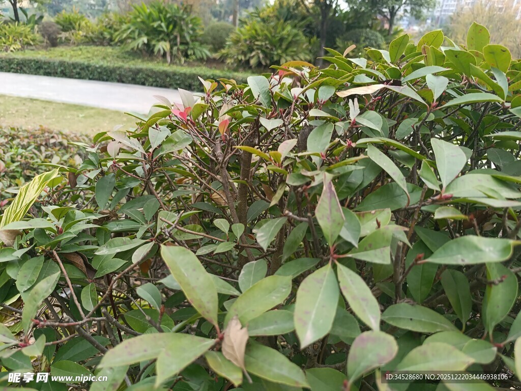绿叶间的多彩植物