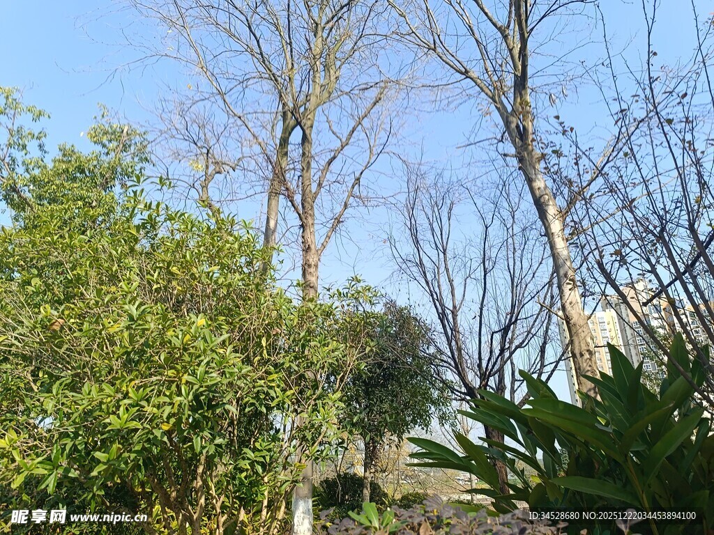 冬日枯树与葱郁绿植