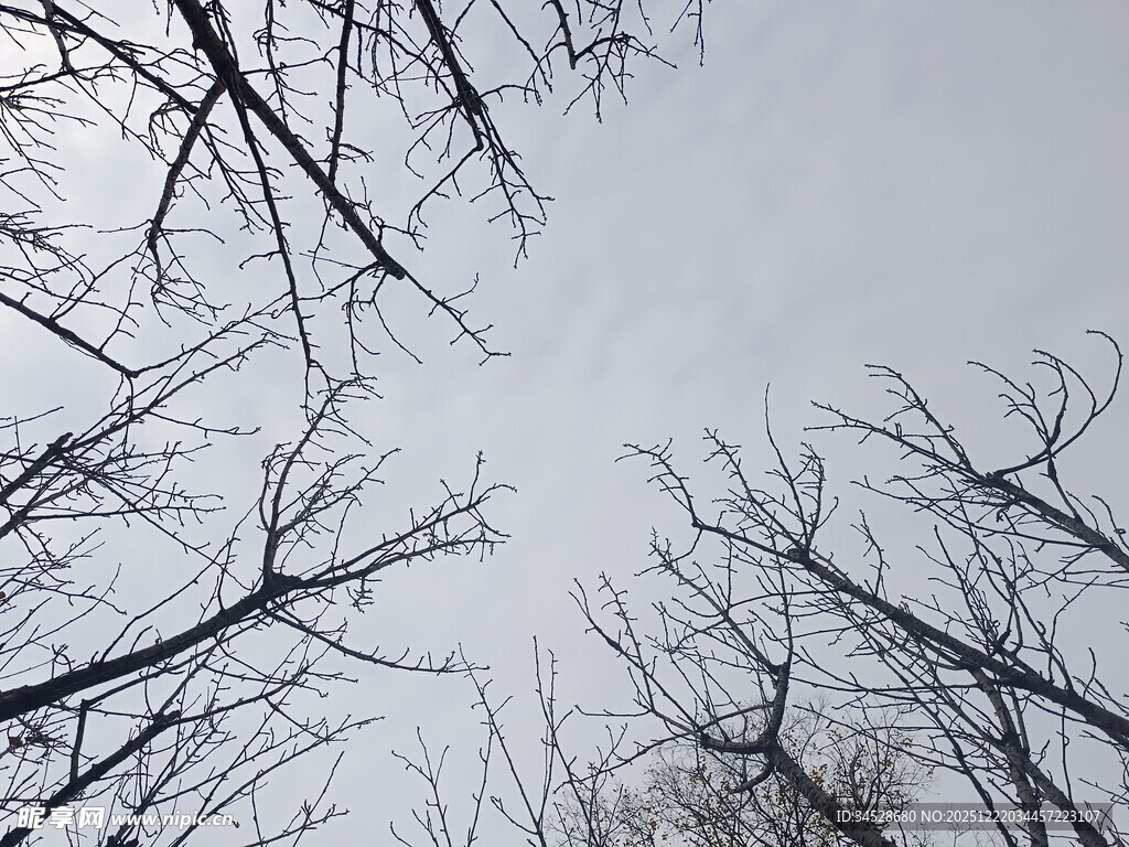 冬日枯树枝干景象