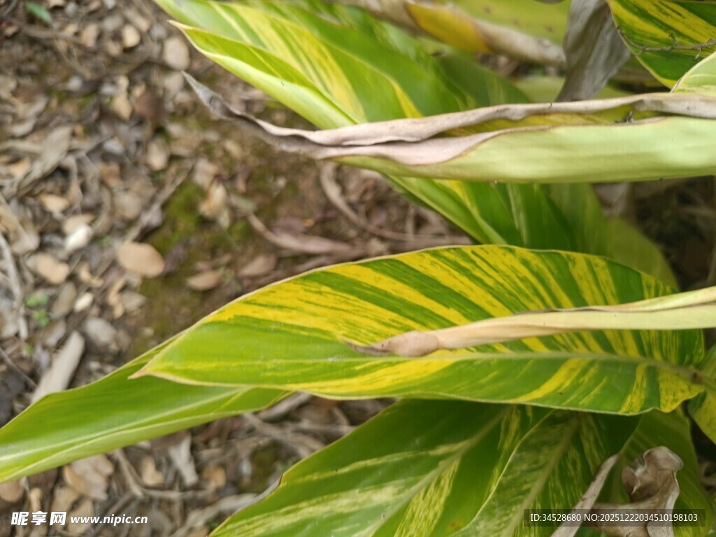 黄绿相间斑斓叶片植物