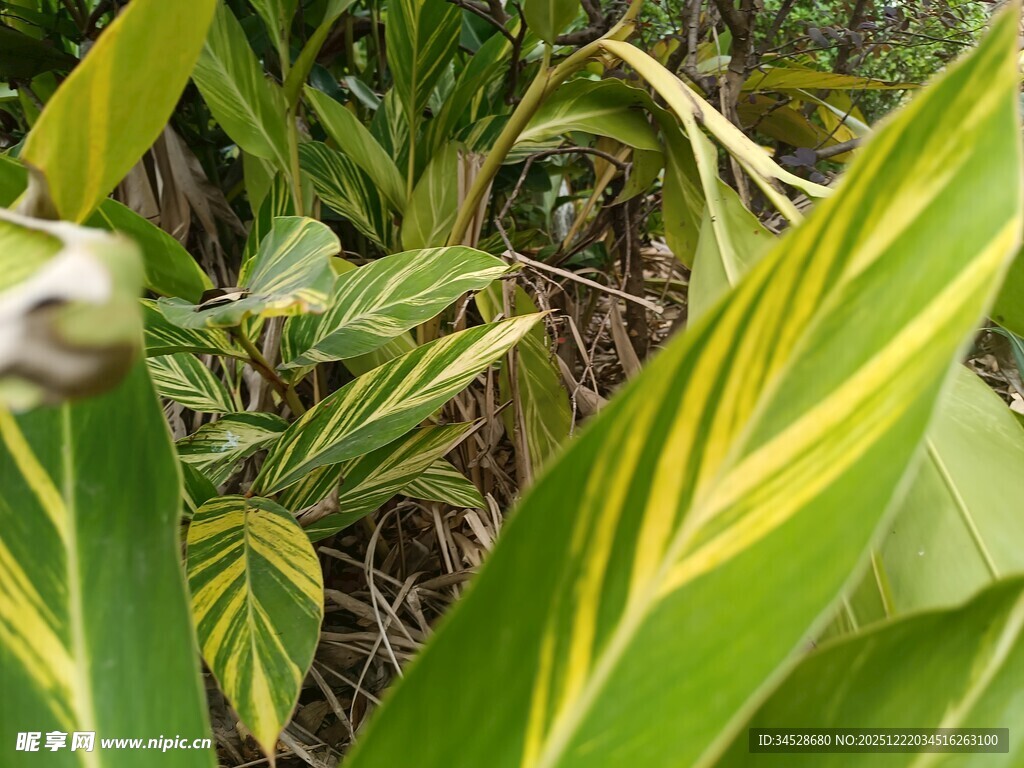 黄绿相间的斑斓叶片植物