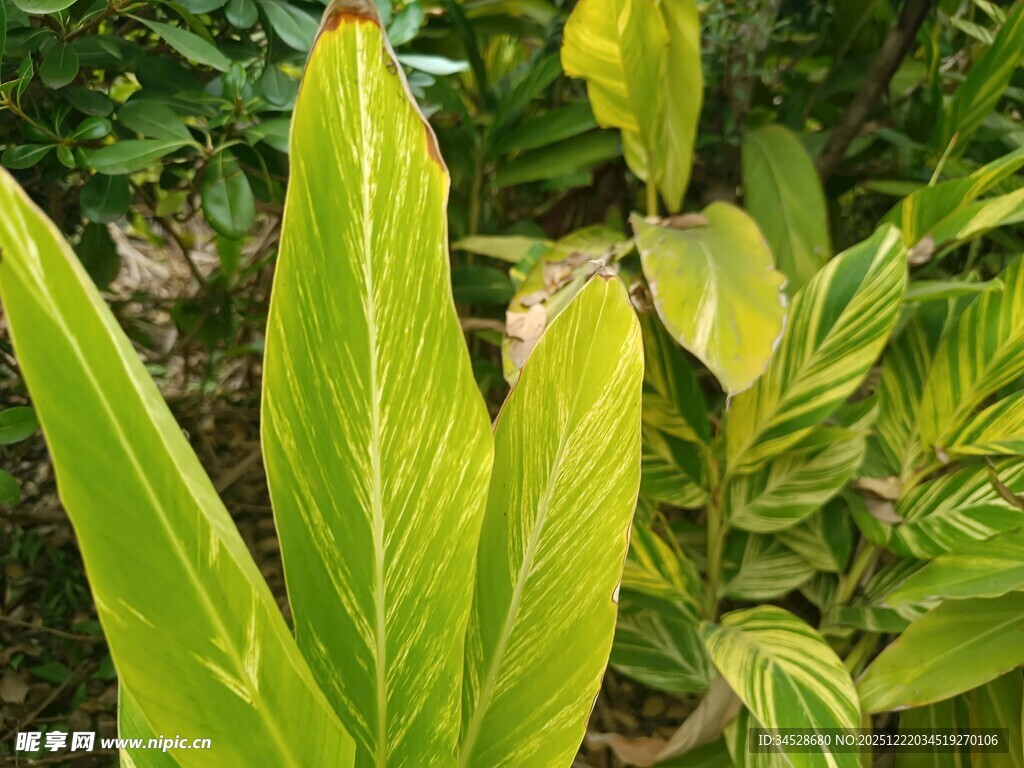 翠绿斑斓的观叶植物