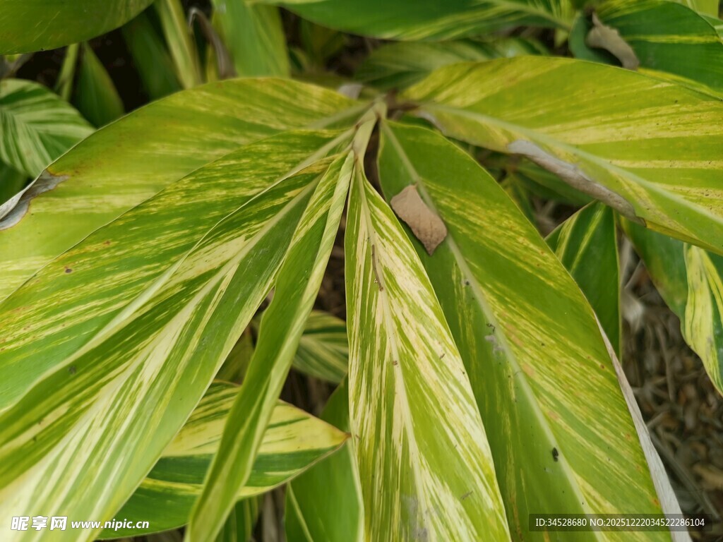 翠绿斑斓的热带植物叶片