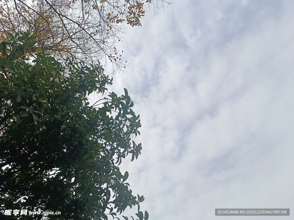 仰视绿树与天空美景