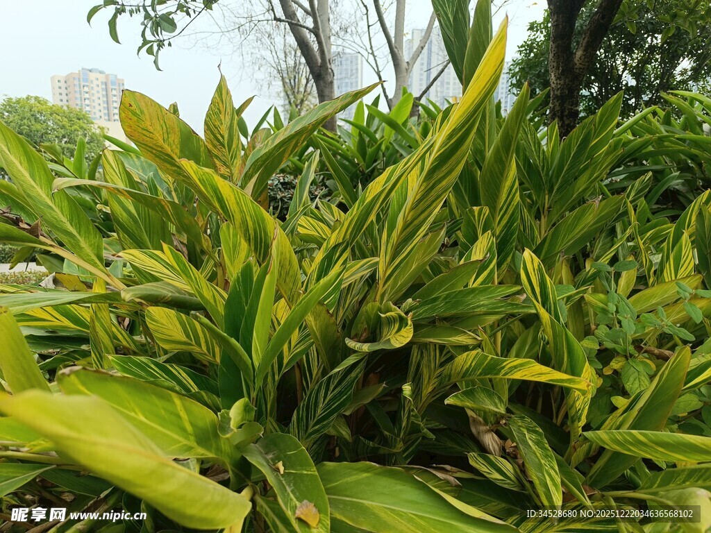 翠绿斑斓的热带观叶植物