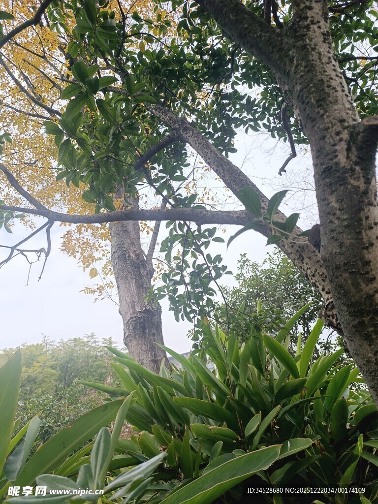 雨林中的繁茂树木与绿植