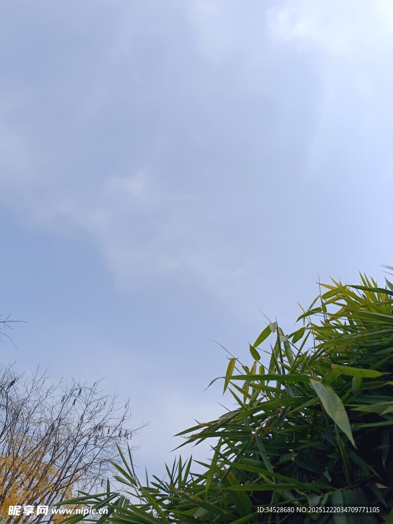 蓝天绿叶间的自然景致