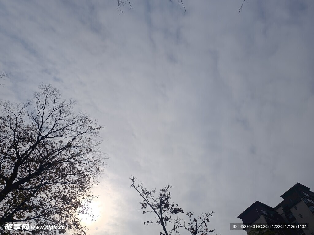 冬日树梢间的暖阳景象