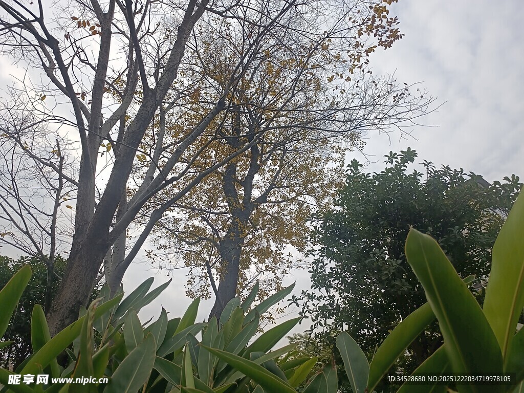 树林中的树木与绿植景观