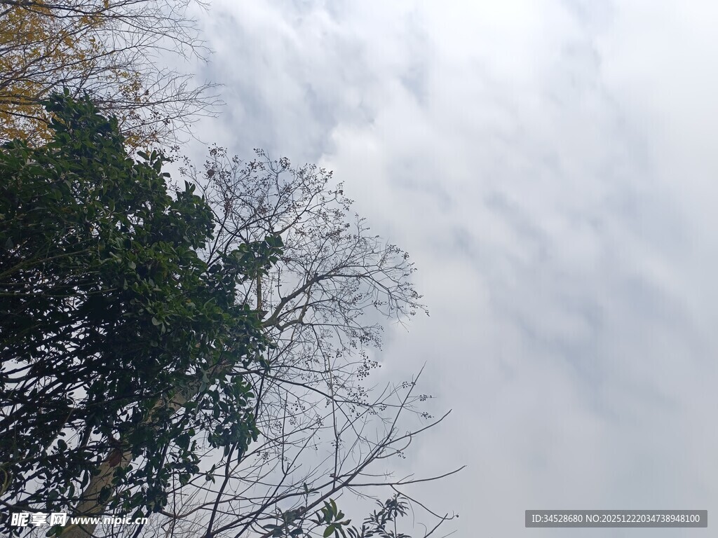 天空下的树木枝叶景观