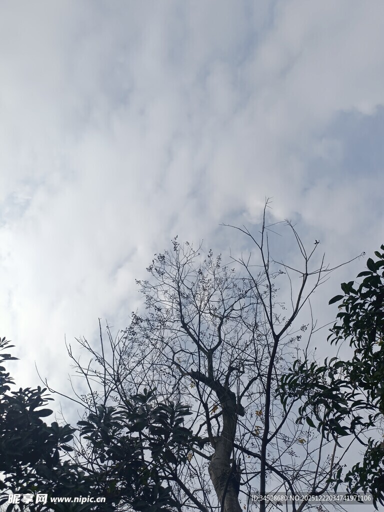 冬日枯树与天空景象