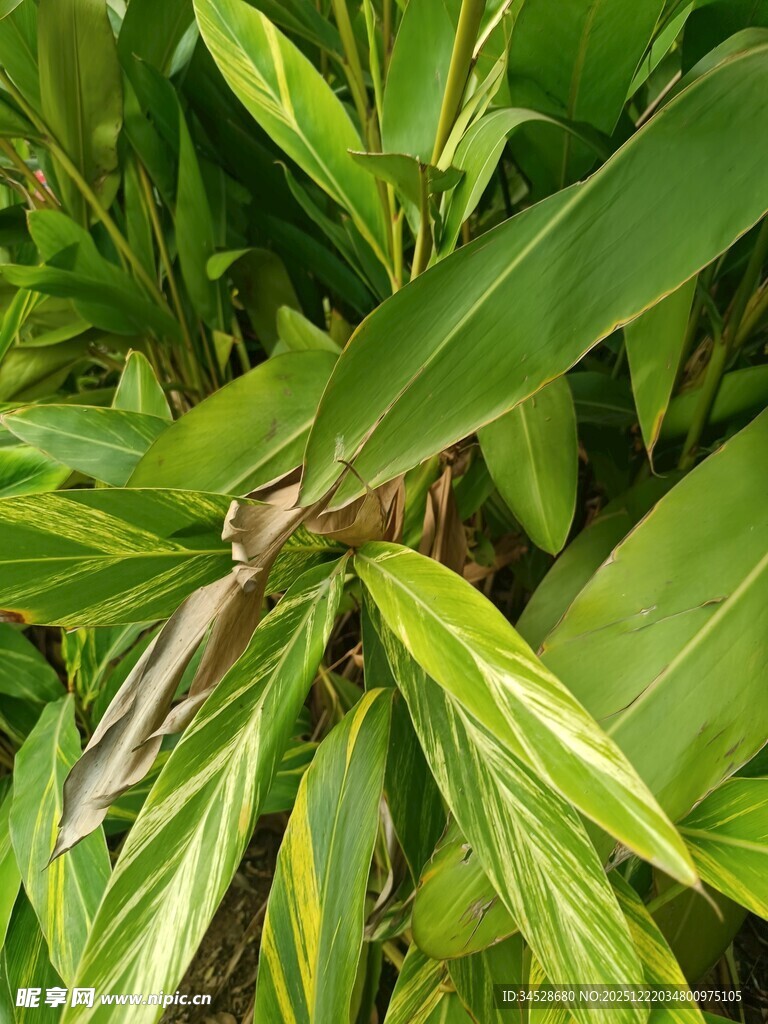 翠绿叶片间的独特植物