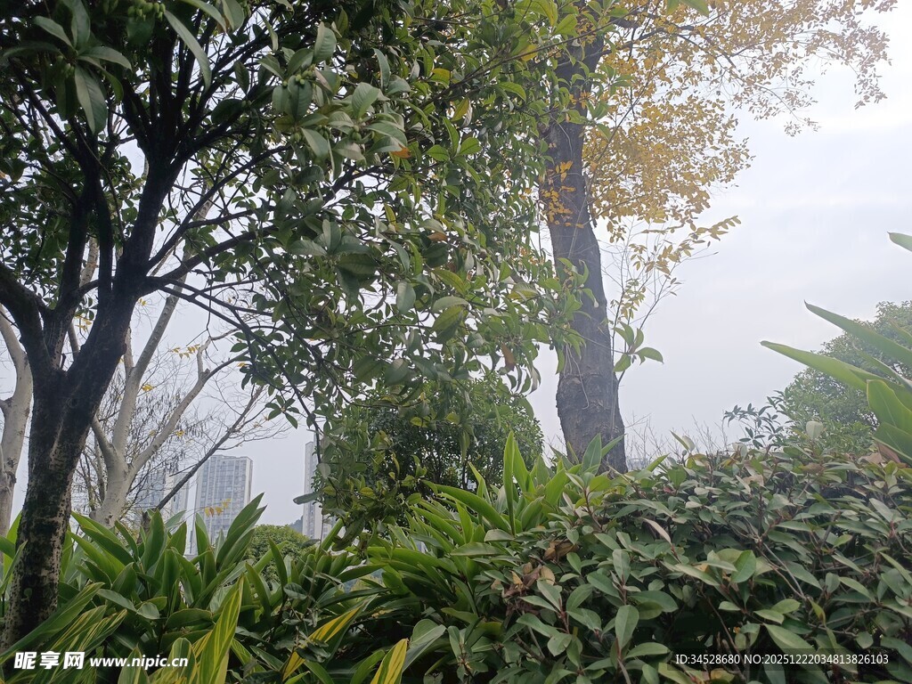 雾中树林绿植景致