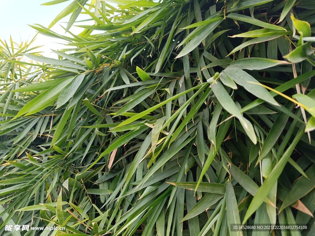 翠绿修长竹叶特写