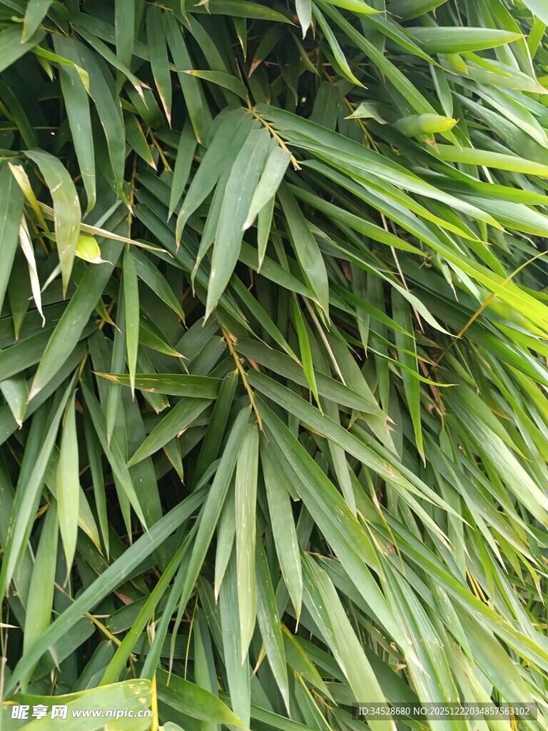 翠绿修长的植物叶片