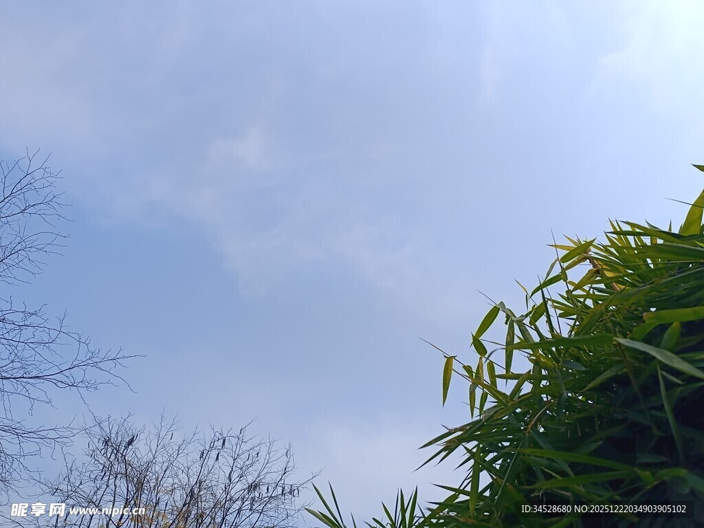 蓝天绿植的自然景致