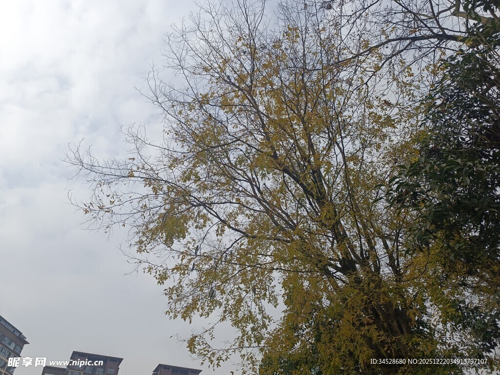 秋日树梢与远处建筑