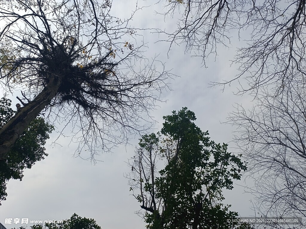 仰视枯树与绿树的天空